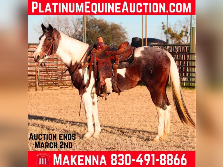 Quarter horse américain Hongre 13 Ans 155 cm Tobiano-toutes couleurs in Lipan TX