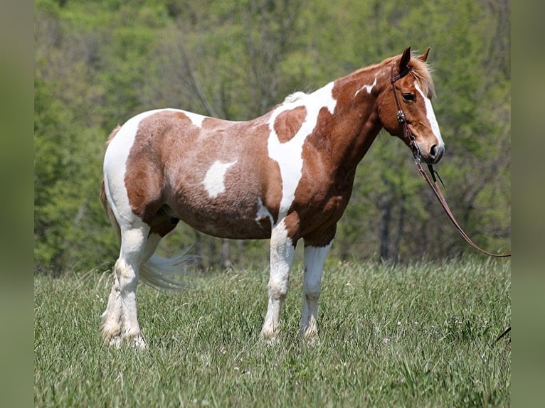 Quarter horse américain Hongre 13 Ans 155 cm Tobiano-toutes couleurs in Somerset KY