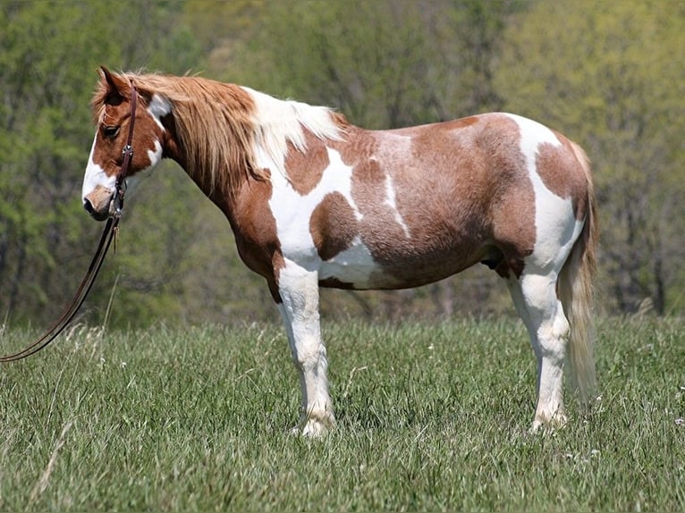 Quarter horse américain Hongre 13 Ans 155 cm Tobiano-toutes couleurs in Somerset KY