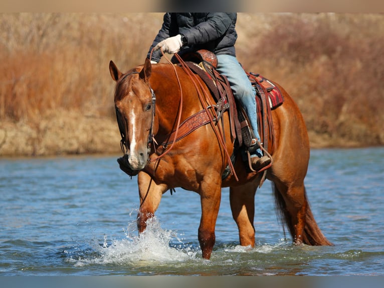Quarter horse américain Hongre 13 Ans 157 cm Alezan brûlé in Clarion