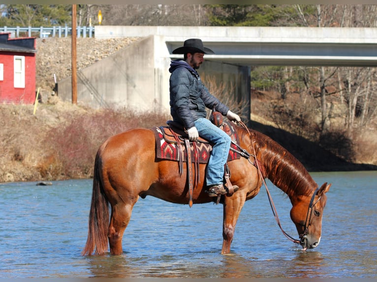 Quarter horse américain Hongre 13 Ans 157 cm Alezan brûlé in Clarion