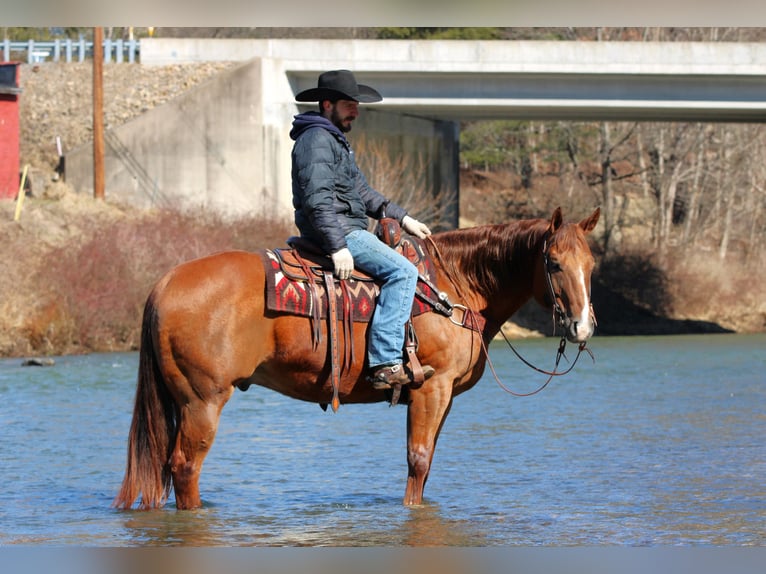 Quarter horse américain Hongre 13 Ans 157 cm Alezan brûlé in Clarion
