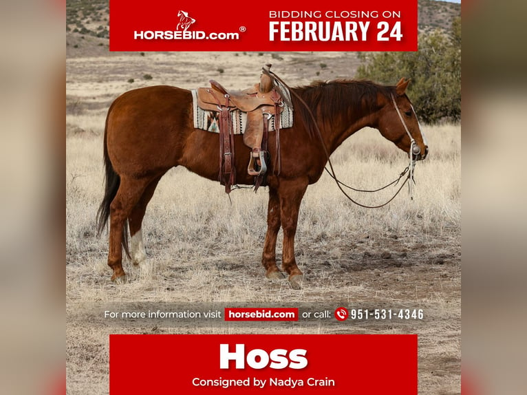 Quarter horse américain Hongre 13 Ans 157 cm Alezan cuivré in Camp Verde, AZ