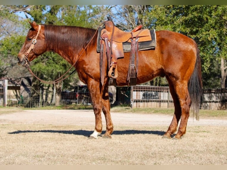 Quarter horse américain Hongre 13 Ans 157 cm Alezan cuivré in Huntsville, TX