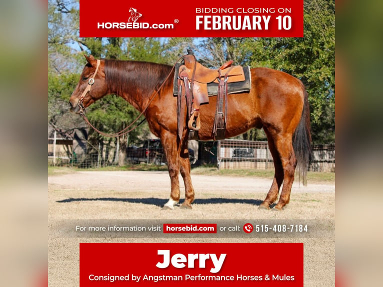 Quarter horse américain Hongre 13 Ans 157 cm Alezan cuivré in Huntsville, TX