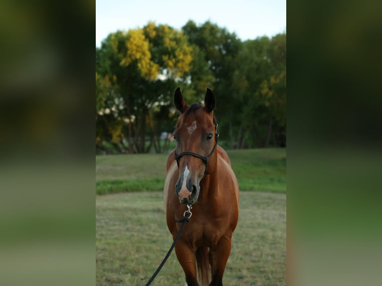 Quarter horse américain Hongre 13 Ans 157 cm Bai cerise in Rockwall