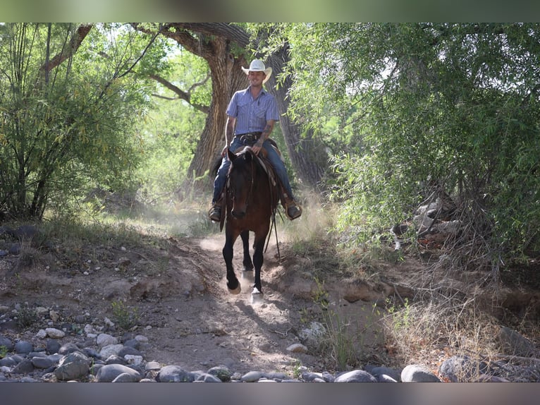 Quarter horse américain Hongre 13 Ans 157 cm Bai cerise in Camp Verde AZ