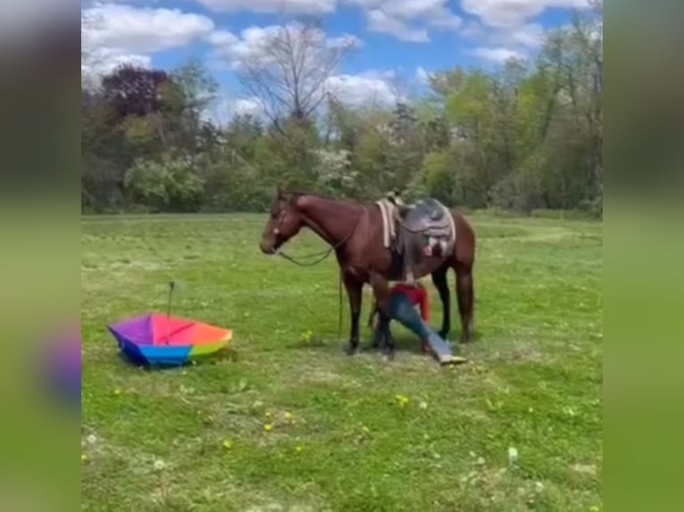 Quarter horse américain Hongre 13 Ans 157 cm Bai cerise in Hingham, MA