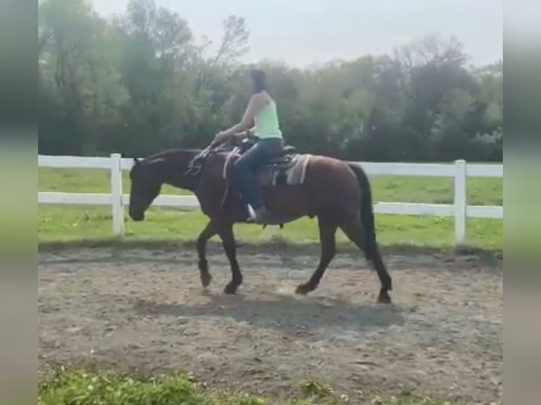 Quarter horse américain Hongre 13 Ans 157 cm Bai cerise in Hingham, MA