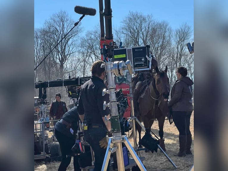 Quarter horse américain Hongre 13 Ans 157 cm Bai cerise in Hingham, MA