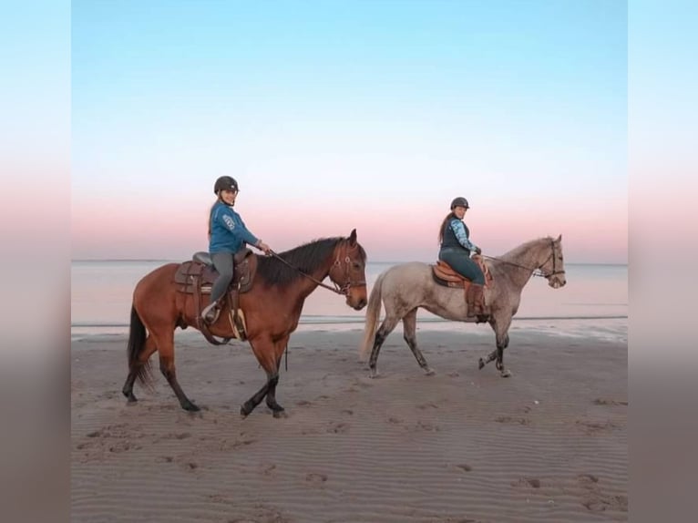 Quarter horse américain Hongre 13 Ans 157 cm Bai cerise in Hingham, MA