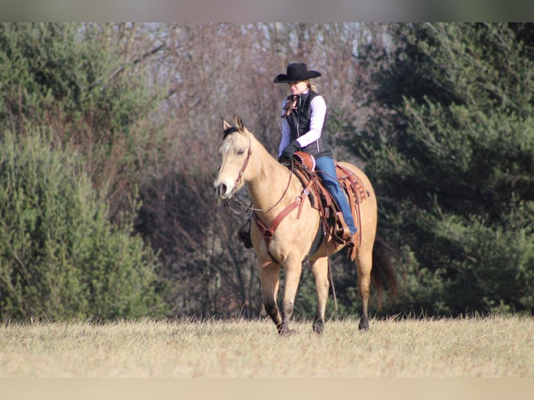 Quarter horse américain Hongre 13 Ans 157 cm Buckskin in Clarion