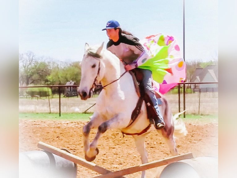 Quarter horse américain Hongre 13 Ans 157 cm Gris pommelé in Bluff Dale, TX