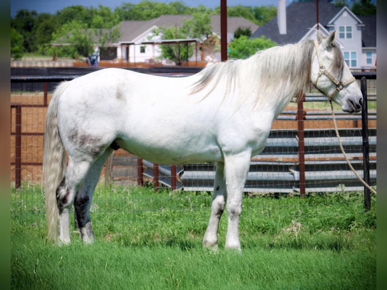 Quarter horse américain Hongre 13 Ans 157 cm Gris pommelé in Bluff Dale, TX