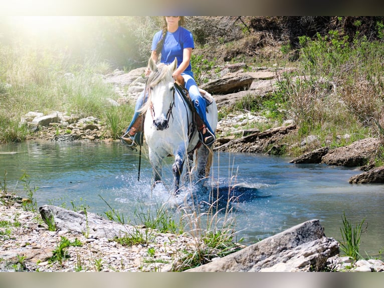 Quarter horse américain Hongre 13 Ans 157 cm Gris pommelé in Bluff Dale, TX