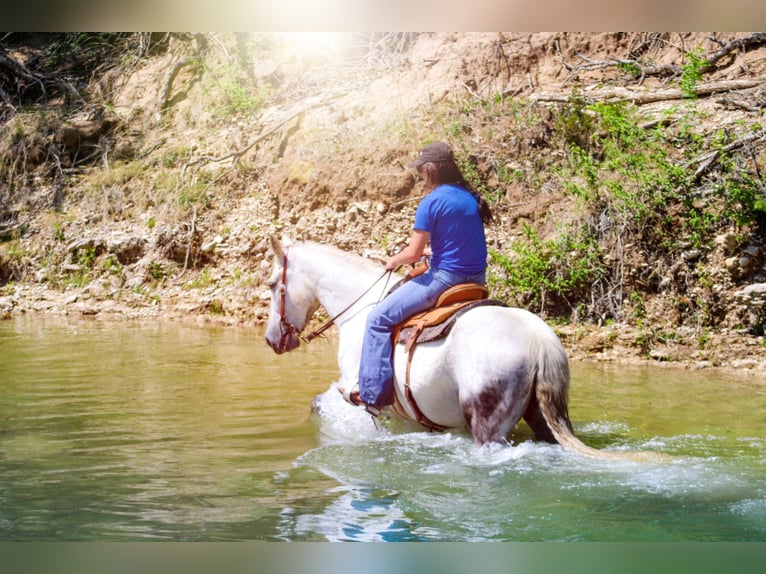 Quarter horse américain Hongre 13 Ans 157 cm Gris pommelé in Bluff Dale, TX