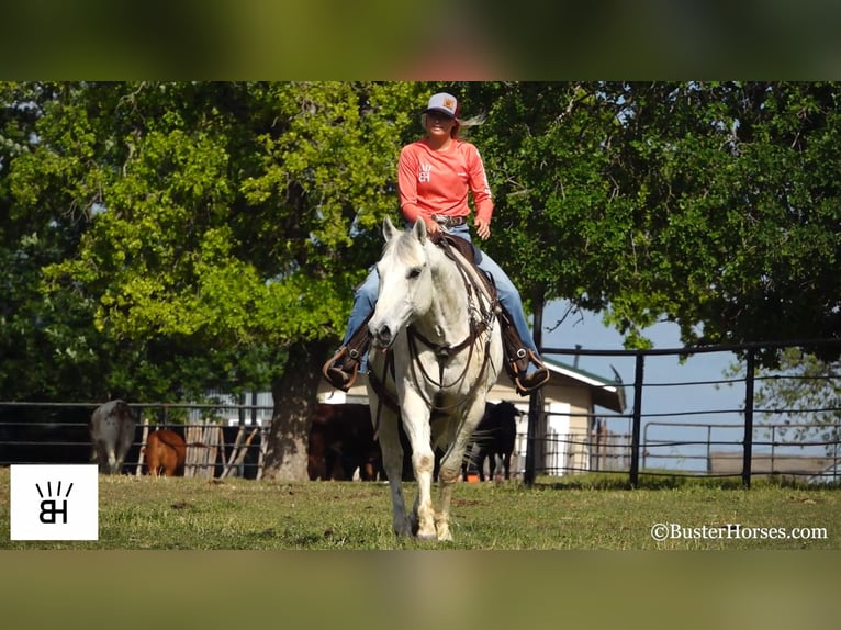 Quarter horse américain Hongre 13 Ans 157 cm Gris in Weatherford TX