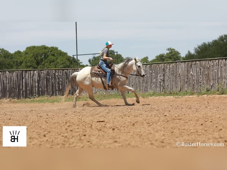 Quarter horse américain Hongre 13 Ans 157 cm Gris in Weatherford TX