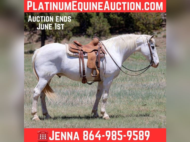 Quarter horse américain Hongre 13 Ans 157 cm Gris in Cottonwood AZ