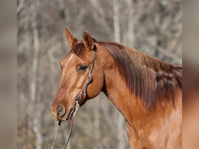 Quarter horse américain Hongre 13 Ans 157 cm Isabelle in Mount Vernon