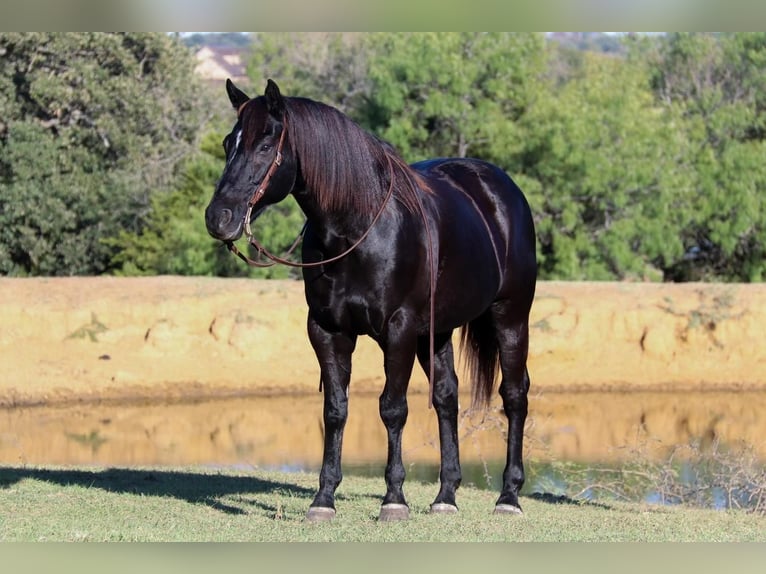 Quarter horse américain Hongre 13 Ans 157 cm Noir in Joshua, TX