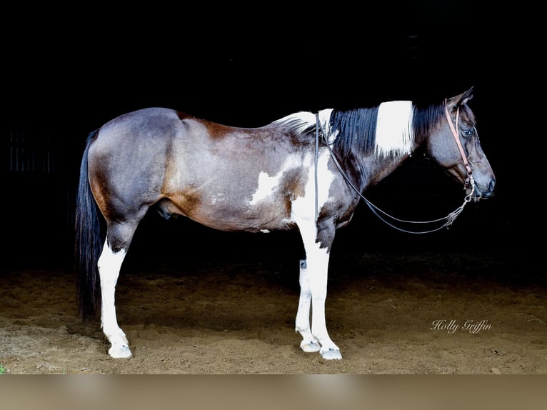 Quarter horse américain Hongre 13 Ans 157 cm Noir in Greebville KY