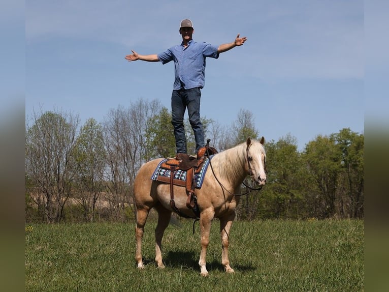 Quarter horse américain Hongre 13 Ans 157 cm Palomino in Somerset