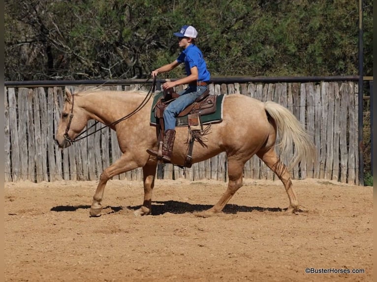 Quarter horse américain Hongre 13 Ans 157 cm Palomino in Weatherford Tx