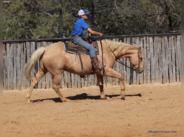 Quarter horse américain Hongre 13 Ans 157 cm Palomino in Weatherford Tx
