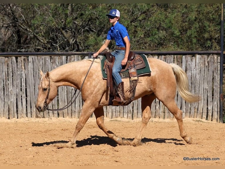 Quarter horse américain Hongre 13 Ans 157 cm Palomino in Weatherford Tx