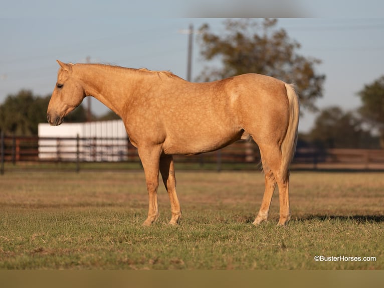 Quarter horse américain Hongre 13 Ans 157 cm Palomino in Weatherford Tx