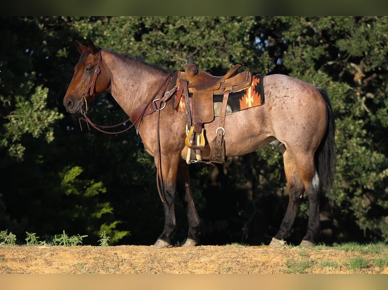 Quarter horse américain Hongre 13 Ans 157 cm Roan-Bay in Cleburne TX