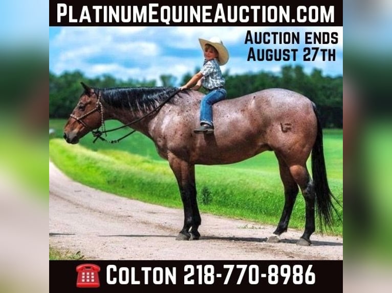 Quarter horse américain Hongre 13 Ans 157 cm Roan-Bay in Nevis NM