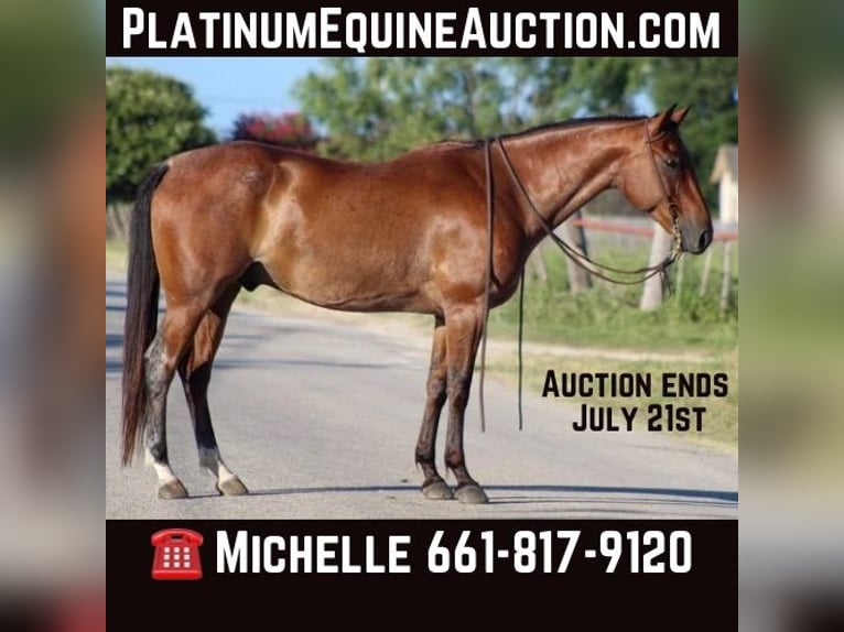 Quarter horse américain Hongre 13 Ans 157 cm Roan-Bay in Stephenville TX