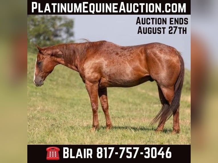 Quarter horse américain Hongre 13 Ans 157 cm Rouan Rouge in Weatherford TX