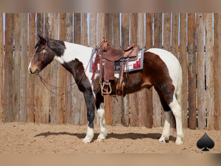 Quarter horse américain Hongre 13 Ans 157 cm Tobiano-toutes couleurs in Morgan Mill TX