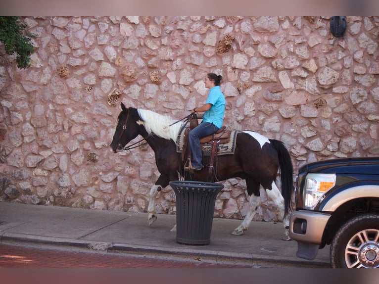 Quarter horse américain Hongre 13 Ans 157 cm Tobiano-toutes couleurs in Rusk TX