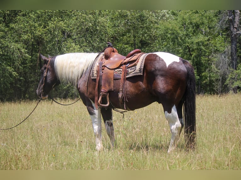 Quarter horse américain Hongre 13 Ans 157 cm Tobiano-toutes couleurs in Rusk TX