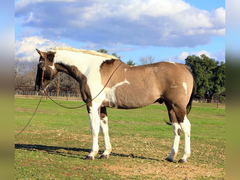 Quarter horse américain Hongre 13 Ans 157 cm Tobiano-toutes couleurs in Weatherford TX