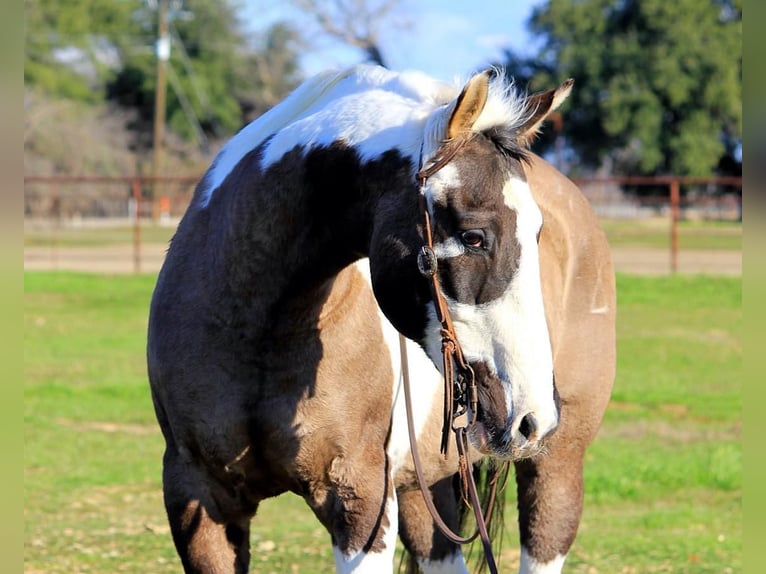 Quarter horse américain Hongre 13 Ans 157 cm Tobiano-toutes couleurs in Weatherford TX