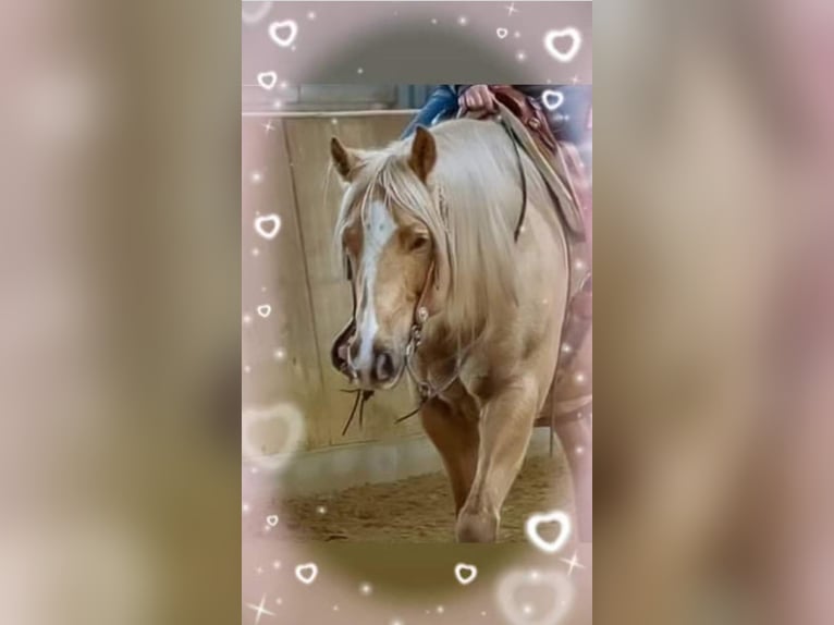 Quarter horse américain Hongre 13 Ans 158 cm Palomino in Wallenhorst