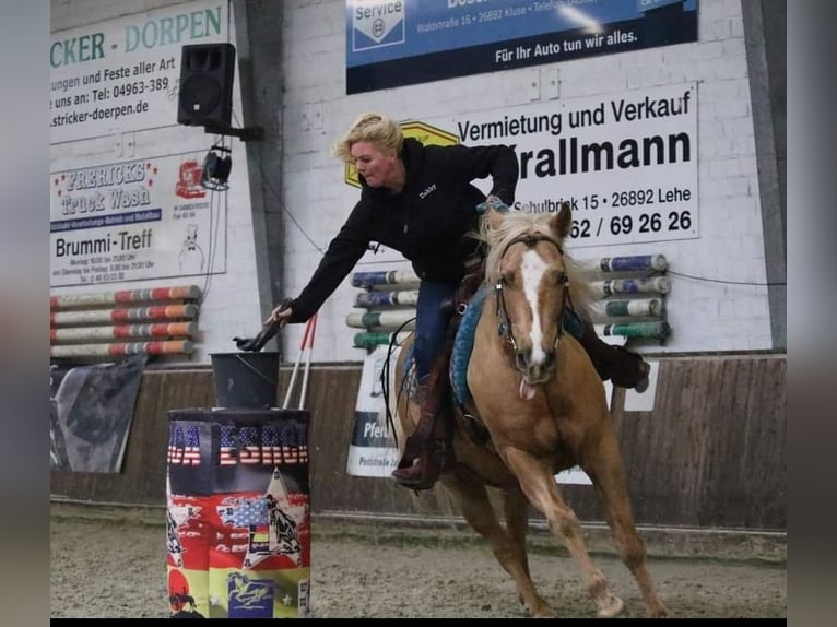 Quarter horse américain Hongre 13 Ans 158 cm Palomino in Wallenhorst