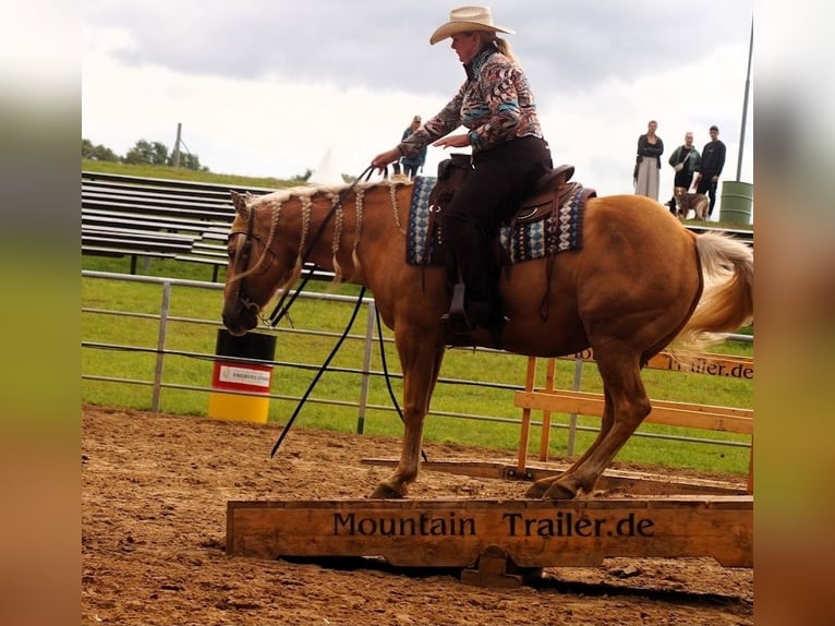 Quarter horse américain Hongre 13 Ans 158 cm Palomino in Wallenhorst