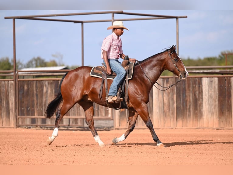 Quarter horse américain Hongre 13 Ans 160 cm Bai cerise in Mount Vernon
