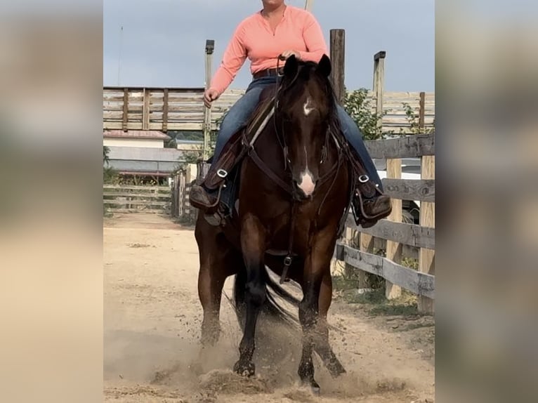 Quarter horse américain Hongre 13 Ans 160 cm Bai cerise in Weatherford TX