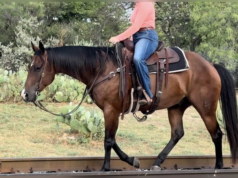 Quarter horse américain Hongre 13 Ans 160 cm Bai cerise in Weatherford TX