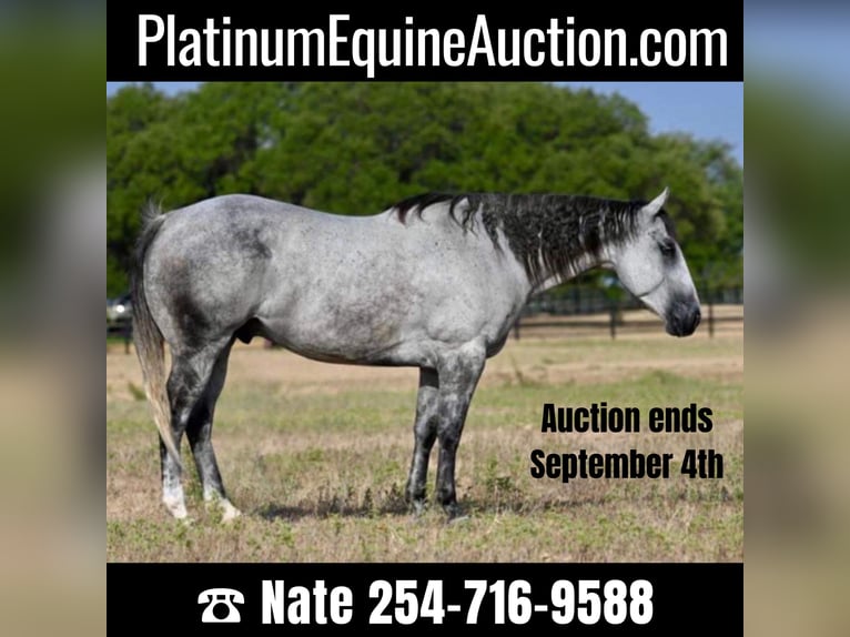 Quarter horse américain Hongre 13 Ans 160 cm Gris pommelé in Waco TX