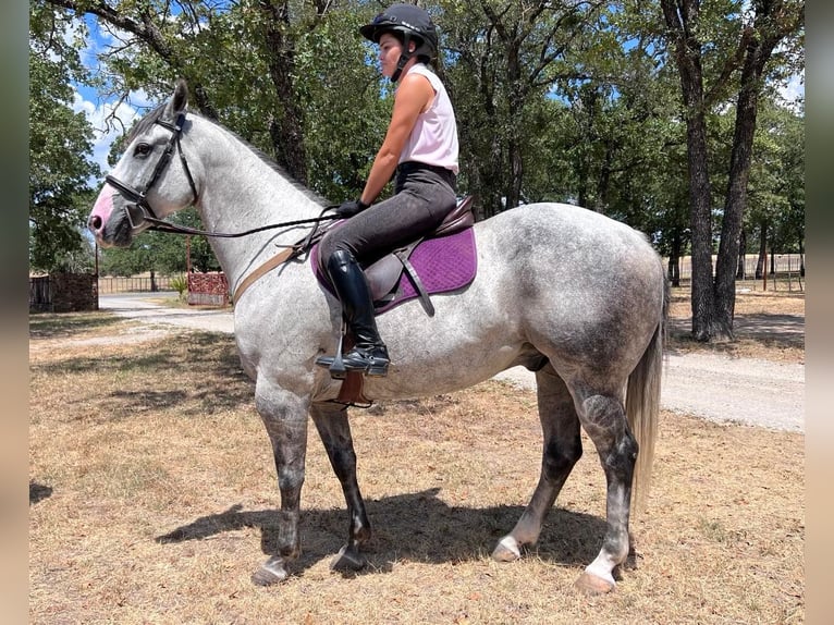 Quarter horse américain Hongre 13 Ans 160 cm Gris pommelé in Waco TX