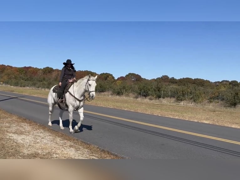 Quarter horse américain Hongre 13 Ans 160 cm Gris in Central Islip
