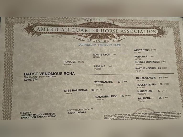 Quarter horse américain Hongre 13 Ans 160 cm Noir in Bitterwater CA